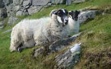 Sheep at Carloway Broch